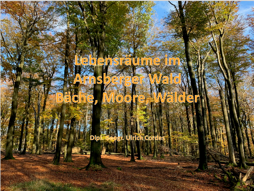 Wald.png